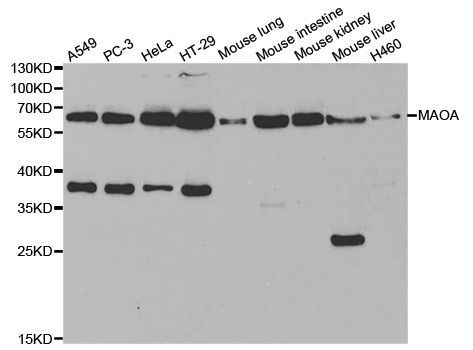 Western blot - MAOA antibody (144-01354)