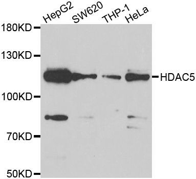 Western blot - HDAC5 antibody (144-07189)