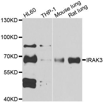 Western blot - IRAK3 antibody (144-013402)