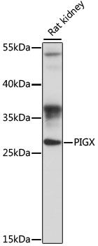 Western blot