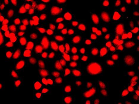 Immunofluorescence - IFRD1 antibody (144-60280)