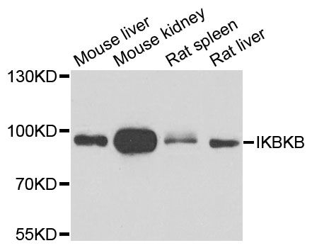Western blot - IKBKB Polyclonal Antibody (144-00714)