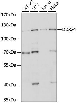 Western blot - DDX24 antibody (144-015481)