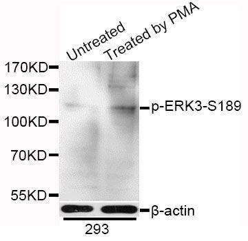 Western blot - Phospho-ERK3-S189 antibody (144-50051)