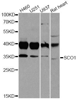 Western blot - SCO1 antibody (144-06734)