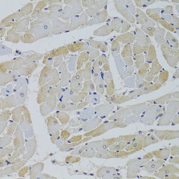 Immunohistochemistry - GPD1 Antibody (144-05715)