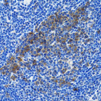 Immunohistochemistry - HSPH1 antibody (144-06622)