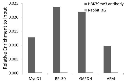Chromatin Immunoprecipitation - TriMethyl-Histone H3-K79 pAb (144-61342)