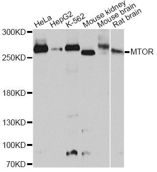 Western blot - mTOR Polyclonal Antibody (144-02445)