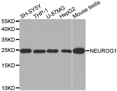 Western blot - NEUROG1 antibody (144-03110)