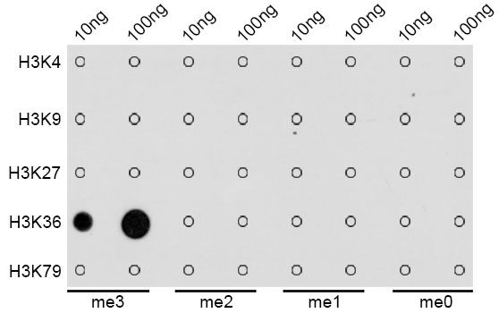 Dot Blot - TriMethyl-Histone H3-K36 pAb (144-02366)