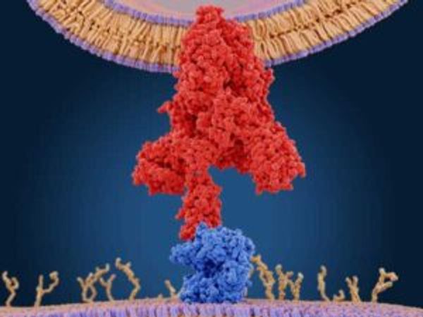 Interaction between the SARS-CoV-2 spike protein (red) and human ACE2 receptor (blue)