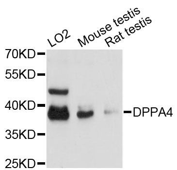 Western blot - DPPA4 antibody (144-60463)