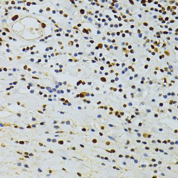 Immunohistochemistry - ALYREF antibody (144-06010)