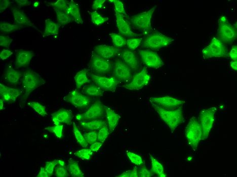Immunofluorescence - ATXN3 antibody (144-01243)