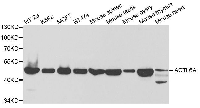 Western blot - ACTL6A antibody (144-05387)