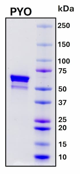 SDS-PAGE Image