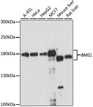 Western blot - BMS1 antibody (144-61017)