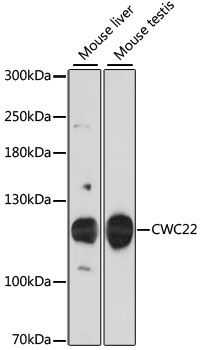 Western blot - CWC22 antibody (144-60195)