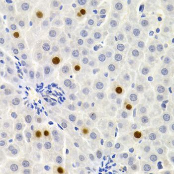 Immunohistochemistry - GEMIN2 Antibody (144-03082)