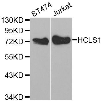 Western blot - HCLS1 antibody (144-02165)
