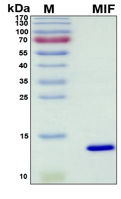 SDS-PAGE