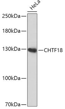 Western blot