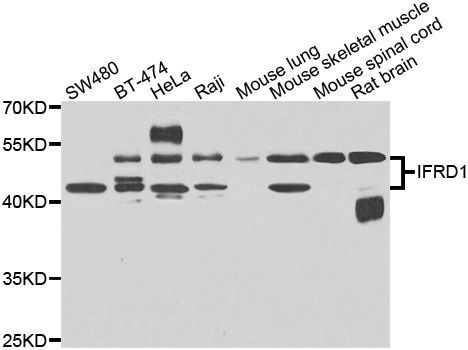 Western blot - IFRD1 Polyclonal Antibody (144-07439)