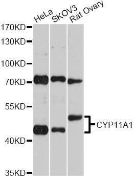 Western blot - CYP11A1 Polyclonal Antibody (144-01713)