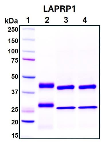 SDS-PAGE Image