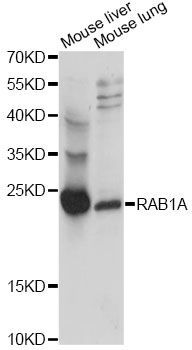 Western blot - RAB1A antibody (144-014663)