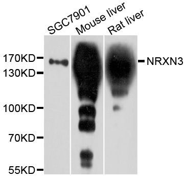 Western blot - NRXN3 Polyclonal Antibody (144-010269)