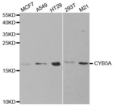 Western blot - CYB5A Polyclonal Antibody (144-05401)