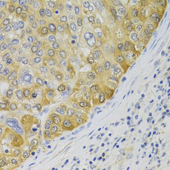 Immunohistochemistry - PA2G4 Antibody (144-05376)