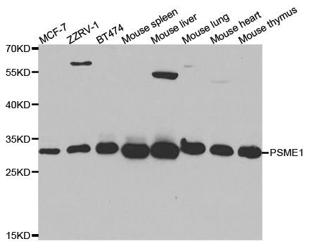 Western blot - PSME1 Polyclonal Antibody (144-05358)
