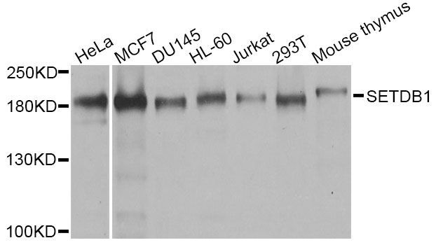 Western blot - SETDB1 antibody (144-06145)