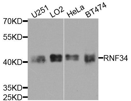 Western blot - RNF34 antibody (144-08517)