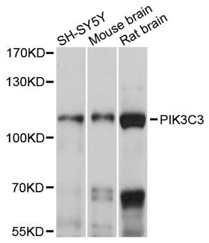 Western blot - PIK3C3 antibody (144-012483)