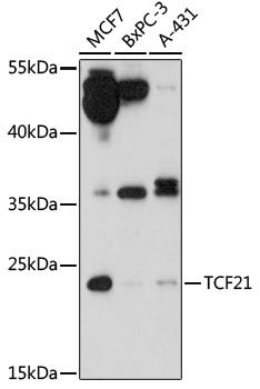 Western blot