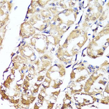 Immunohistochemistry - GKN1 Polyclonal Antibody (144-013107)