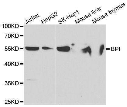 Western blot - BPI antibody (144-05338)