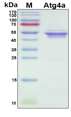 SDS-PAGE