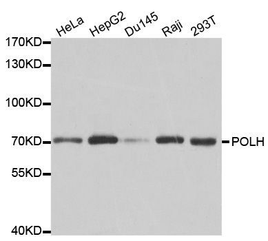 Western blot - POLH Polyclonal Antibody (144-01833)