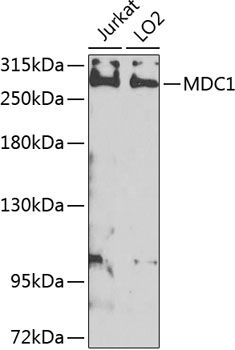 Western blot