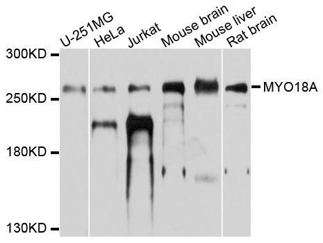 Western blot - MYO18A antibody (144-09015)