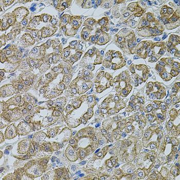 Immunohistochemistry - CHRFAM7A antibody (144-07844)