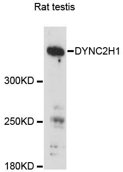 Western blot - DYNC2H1 antibody (144-60202)