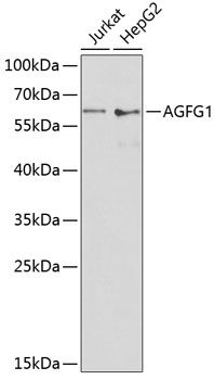 Western blot
