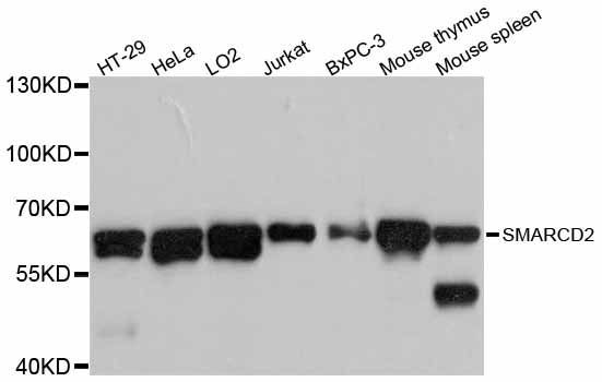 Western blot - SMARCD2 antibody (144-012104)
