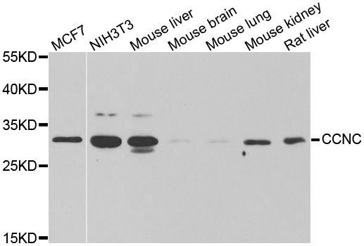 Western blot - CCNC antibody (144-013610)